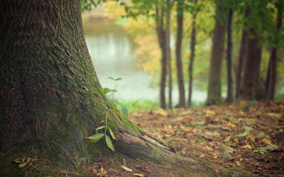 picography-autumn-forest.jpg